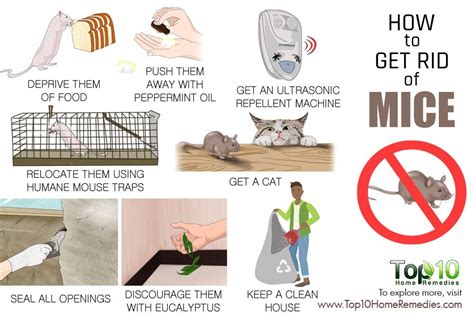 How to get rid of house mouse. Things To Know About How to get rid of house mouse. 